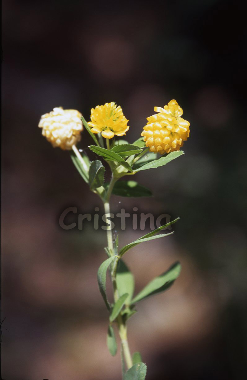 Trifolium aureum